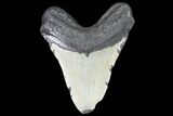Bargain, Fossil Megalodon Tooth - North Carolina #101445-2